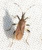 Dicranocephalus albipes